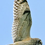 Short-eared Owl